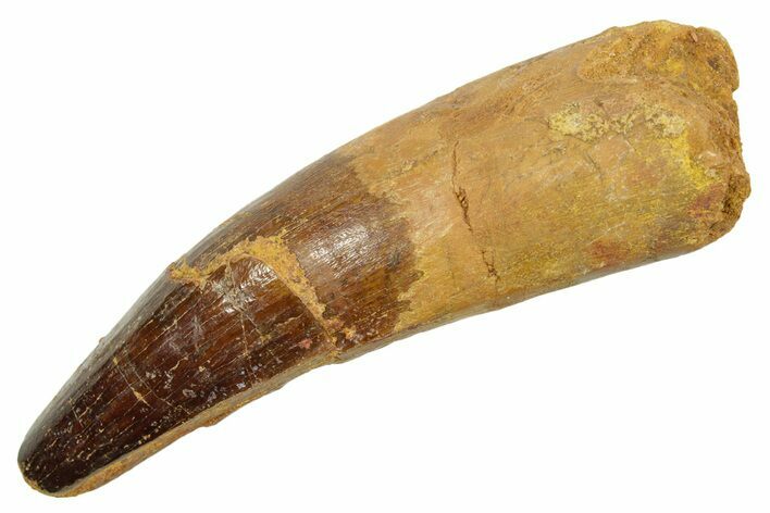 Real Fossil Spinosaurus Tooth - Premax Tooth #363471